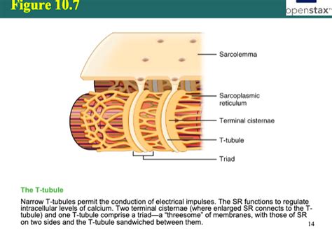 Function of t tubules