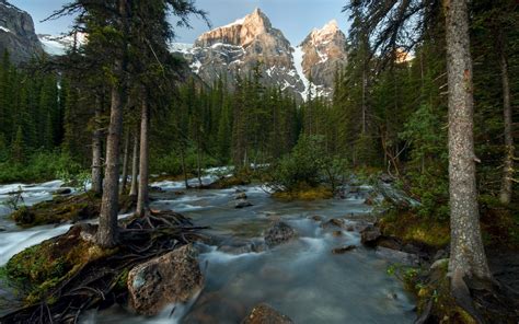 Beautiful Nature Wilderness - MAXIPX