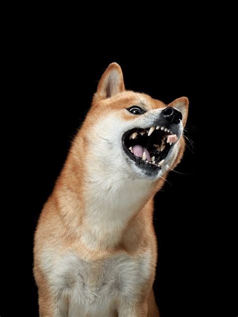 Funny Dog Snarls on a Black Background. Shiba Inu is Worth a Muzzle Stock Photo - Image of ...