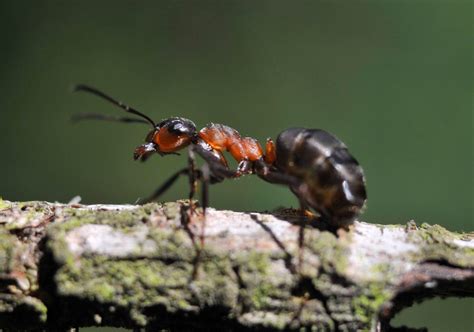 Species of UK: Week 20: Wood ants ('Formica rufa' group)