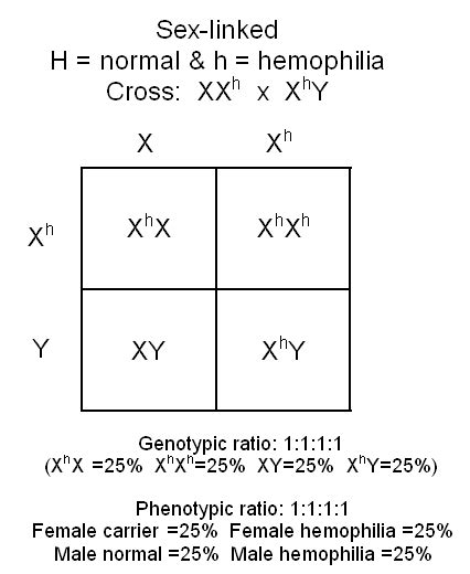 hemophilia punnett square : Biological Science Picture Directory – Pulpbits.net