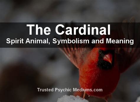 The Cardinal Spirit Animal - A Complete Guide to Meaning and Symbolism.