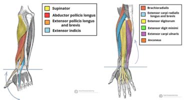 ERA Sequence to Lengthen the Wrist Extensors - Precision Movement