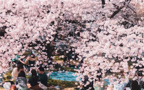 How Did Cherry Blossom Viewing Start in Japan? - GaijinPot