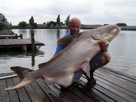 Fishing in Thailand Produces 160lb Mekong Catfish