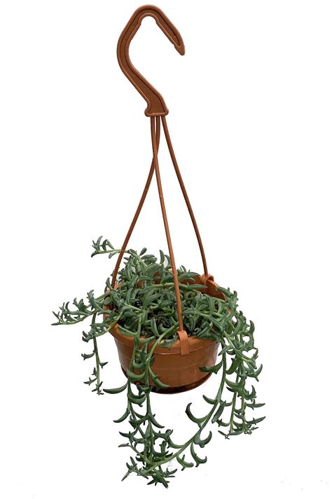 RARE - String of Dolphins Succulent - Senecio peregrinus -4" Mini Hanging Basket - Walmart.com