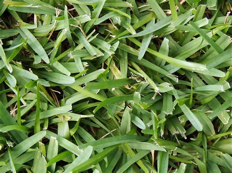 Lawn Spotlight – St. Augustine Grass in Georgia - Proactive Pest Control