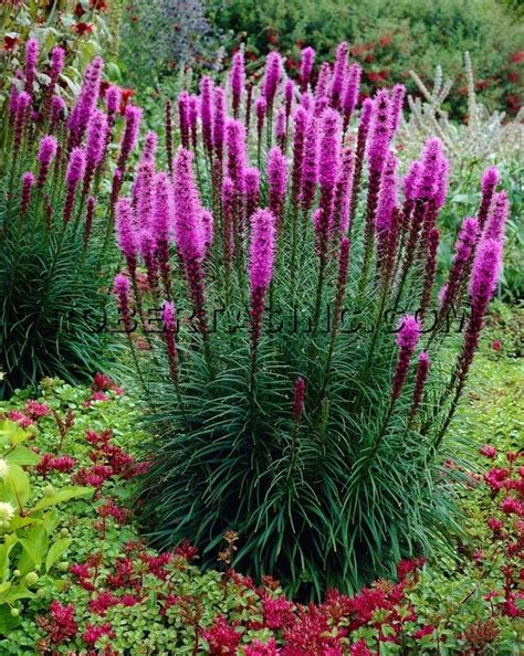 Liatris | Blazing | Star | Blazing Star Liatris | Colorful landscaping ...