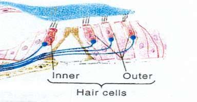 Outer Hair Cells - Understanding the Ear and Outer Hair Cell Loss