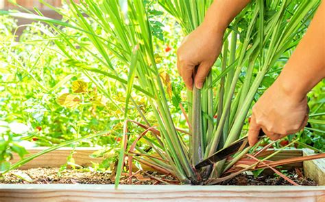 How To Plant & Grow Lemongrass From Seeds (Sowing Guide)- EmbraceGardening