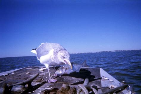 Barnegat Bay Fishing Charters