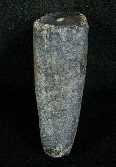 Miocene Aged Fossil Whale Tooth - 1.68" For Sale (#5657) - FossilEra.com