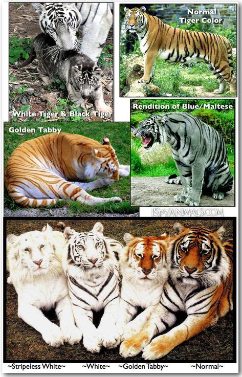 Image detail for -... of blue (Maltese) tigers in the wild, but not one ...