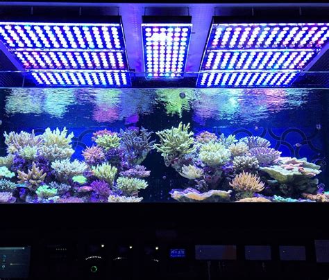 Best Reef LED lights Which is Orphek's best LED aquarium Light?