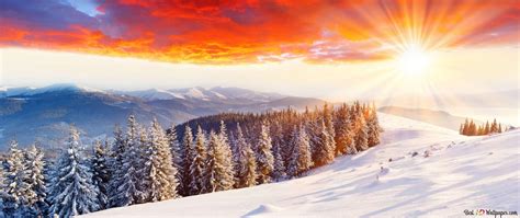 Sunrise in winter forest 2K wallpaper download