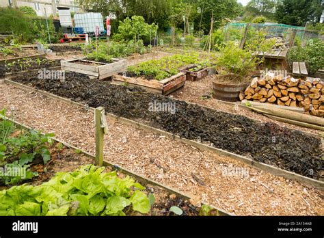 Allotment gardening in the UK - seaweed used as a mulch and fertilizer ...