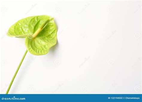 Beautiful Green Anthurium Flower Stock Photo - Image of habitat, flower: 122194502