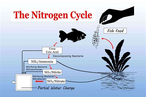 nitrogen cycle Archives - Aquarium Friend