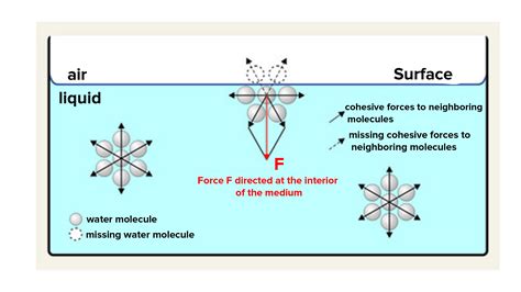 Explain the surface tension phenomenon with examples.