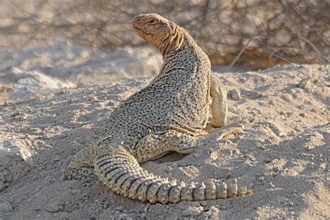 Birds of Saudi Arabia: Arabian Spiny-tailed Lizard - Dhahran Hills