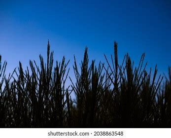 Tall Grass Silhouette Evening Twilight Stock Photo 2038863548 ...