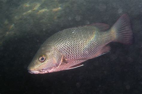 Lutjanus argentimaculatus