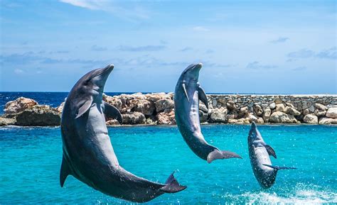 Dolphins Aquarium Jumping · Free photo on Pixabay