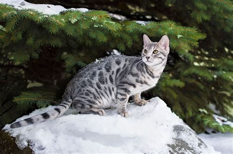 Blue Bengal Cats & Kittens for Sale 🐱 | Wild & Sweet Bengals