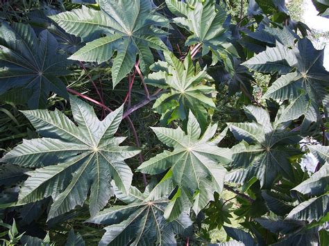 File:Castor oil plant, Ricinus communis, Townsville, Queensland ...