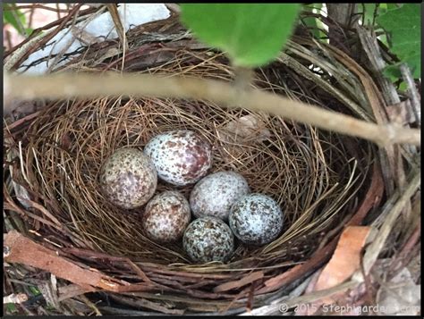 Image result for cardinal nest | Birds, Love birds, Cardinal