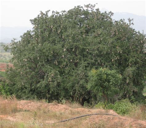 Tamarind Tree in Africa | Trees for the Future