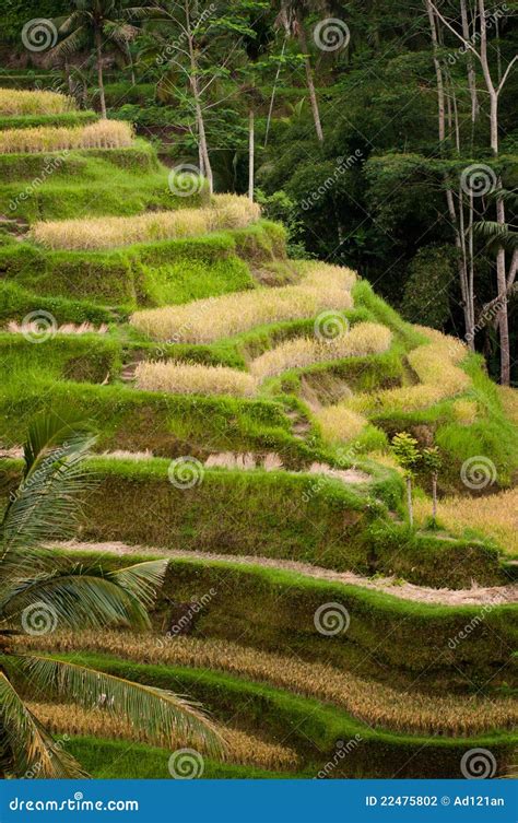 Rice Terraces stock photo. Image of tegalalang, ubud - 22475802