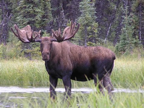 Wildlife of Lake Clark (U.S. National Park Service)