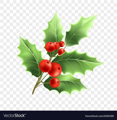 Christmas holly twig realistic Royalty Free Vector Image