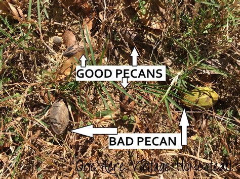 Pecans Harvest - The Best Collecting and Harvesting Methods