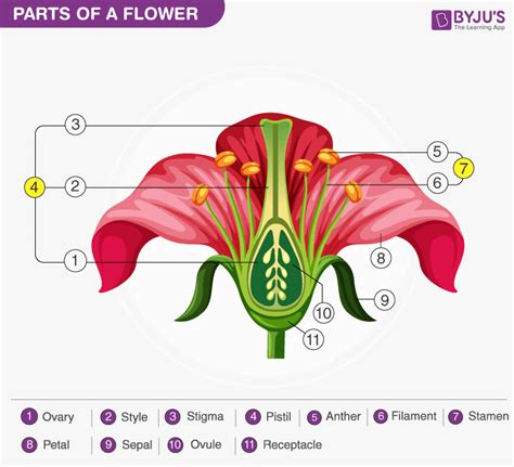 Pistil