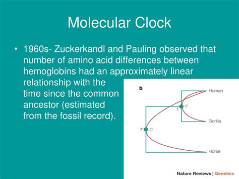 PPT - The Molecular Clock? PowerPoint Presentation, free download - ID:5746651