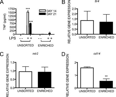 Osteal Tissue Macrophages Are Intercalated throughout Human and Mouse Bone Lining Tissues and ...