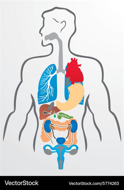 Human Internal Organs Clip Art