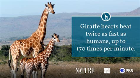 Giraffe Fact Sheet | Blog | Nature | PBS