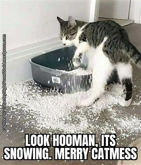 cat making a huge mess meme | Cats, Cat memes, Funny cat memes