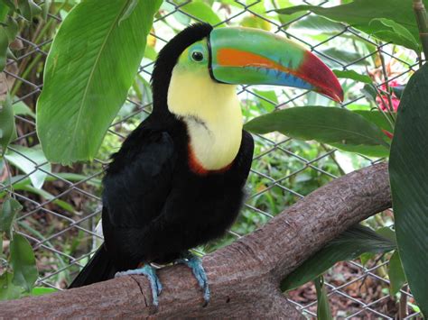 Toucan