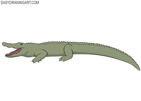 How To Draw A Cute Alligator