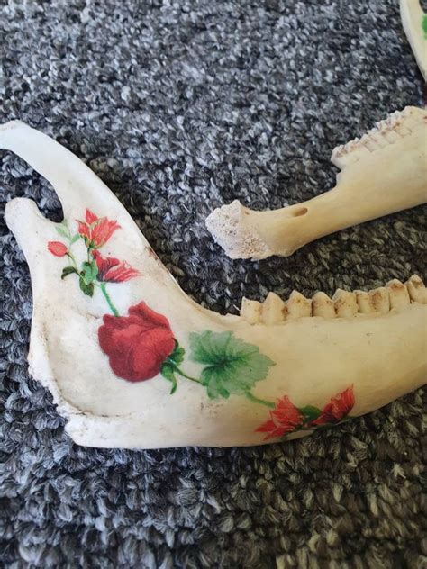 Lower Deer Jaw Bone Decor Wall Hanging or Freestanding Jaw | Etsy