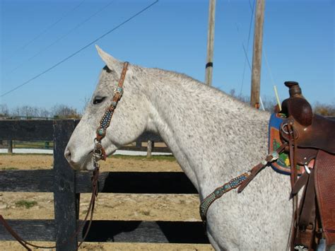 KID BROKE AND BEGINNER SAFE GRAY QUARTER HORSE GELDING, ANYONE CAN RIDE ...