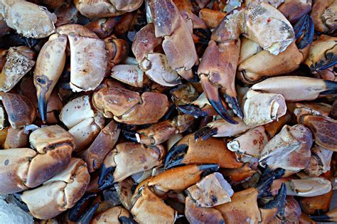 6 + 무료 Decapod Crustaceans & 새우 이미지 - Pixabay