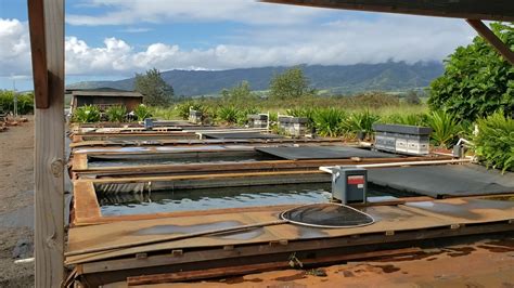 My Visit to Kodama Koi Farm in Hawaii :) : r/Koi