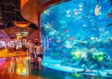 9 Best Aquariums in Las Vegas (Top Aquarium Guide) - FeelingVegas | Aquarium las vegas, Las ...