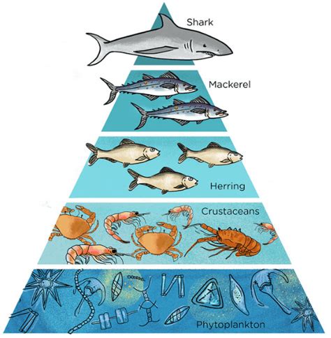 Biomass Pyramid Ocean