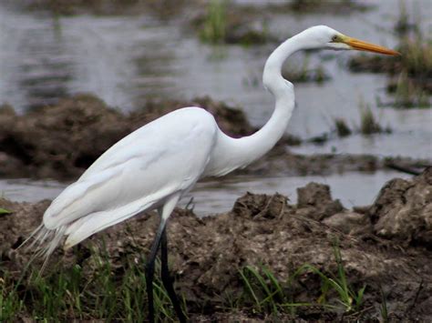 A great egret (Ardea alba) about 2 and half blocks from my house : r/zoology